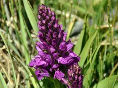 16 Purple Lupine Flower At Kulquin Bulak Camp In Shaksgam Valley On Trek To Gasherbrum North Base Camp In China